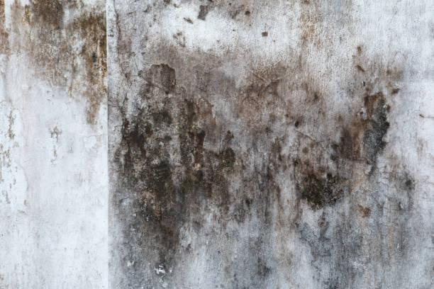 Best Mold Remediation for Healthcare Facilities  in Fountain Valley, CA