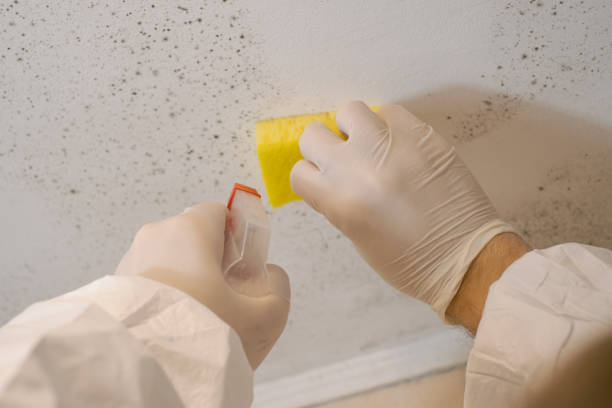 Best Comprehensive Air Testing for Mold Contaminants  in Fountain Valley, CA