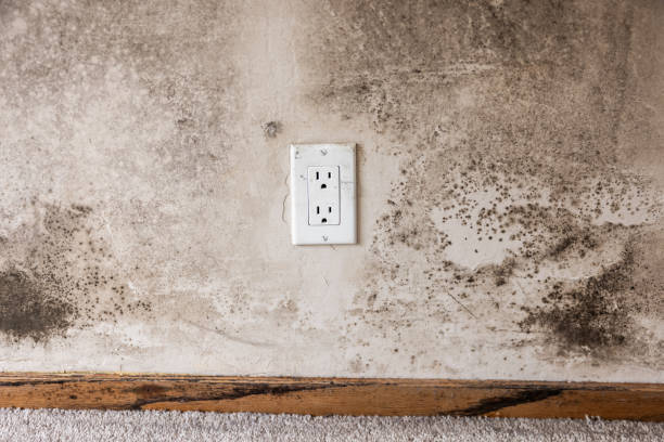 Best Mold Odor Removal Services  in Fountain Valley, CA