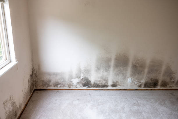 Best Flood Damage  in Fountain Valley, CA
